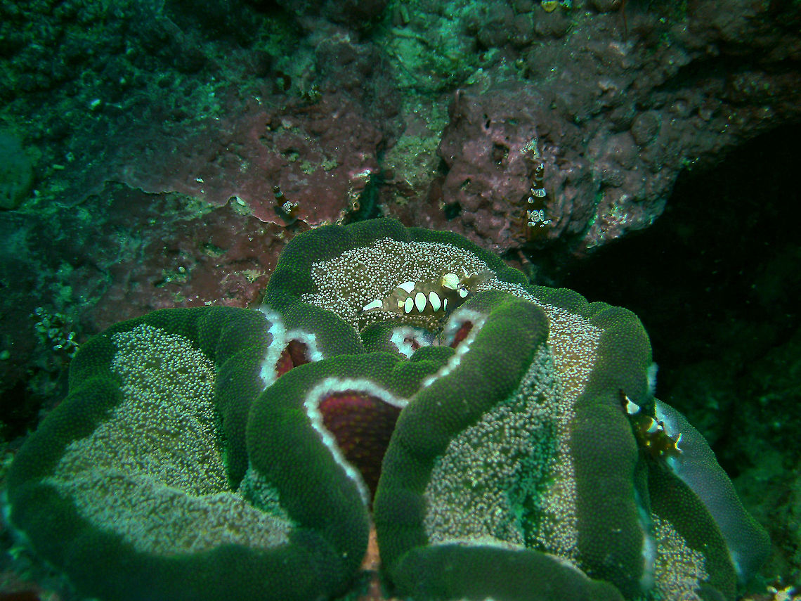 Adhesive Sea Anemone - Cryptodendrum adhaesivum With close up of the Peacock-tail anemone shrimp on top (Periclimenes/Ancylocaris brevicarpalis).<br />
Mark&#039;s pic.<br />
Cabilao, 2012. Cryptodendrum,Cryptodendrum adhaesivum,Fall,Geotagged,Philippines