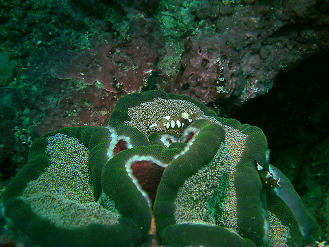 Adhesive Sea Anemone - Cryptodendrum adhaesivum With close up of the Peacock-tail anemone shrimp on top (Periclimenes/Ancylocaris brevicarpalis).
Mark's pic.
Cabilao, 2012. Cryptodendrum,Cryptodendrum adhaesivum,Fall,Geotagged,Philippines