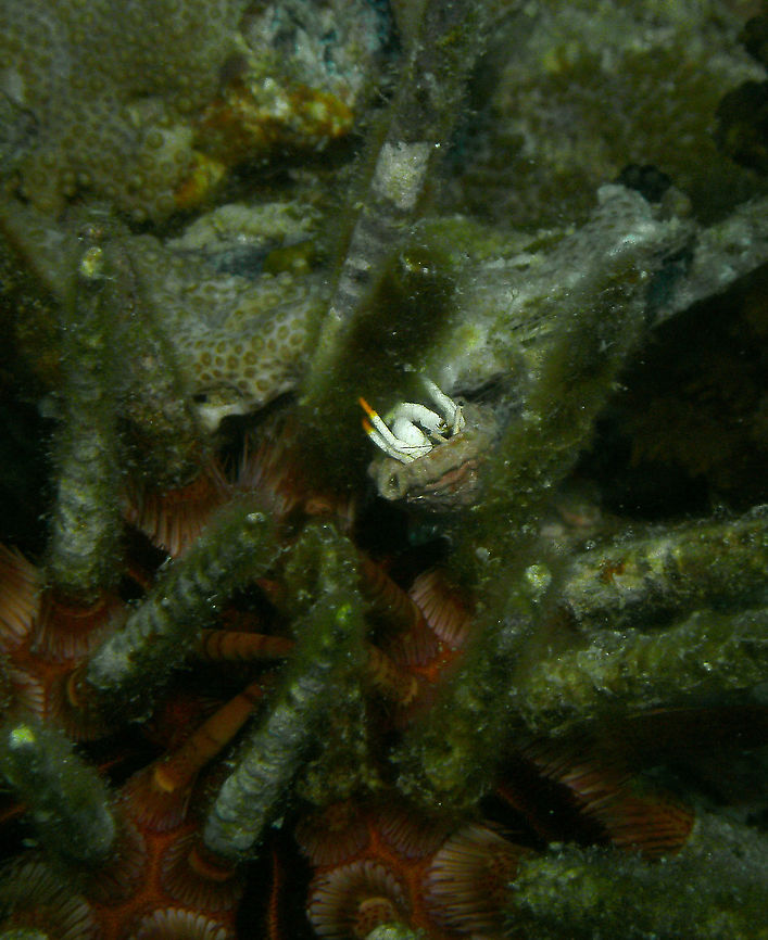 Calcinus minutus Mark&#039;s pic.<br />
Malapascua, 2012. Calcinus minutus,Fall,Geotagged,Philippines,Small White Hermit Crab