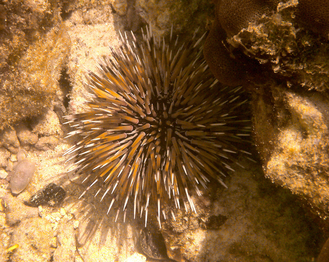 Burrowing Urchin- Echinometra mathaei Mark&#039;s pic.<br />
Malapascua, 2012. Echinometra mathaei,Fall,Geotagged,Philippines