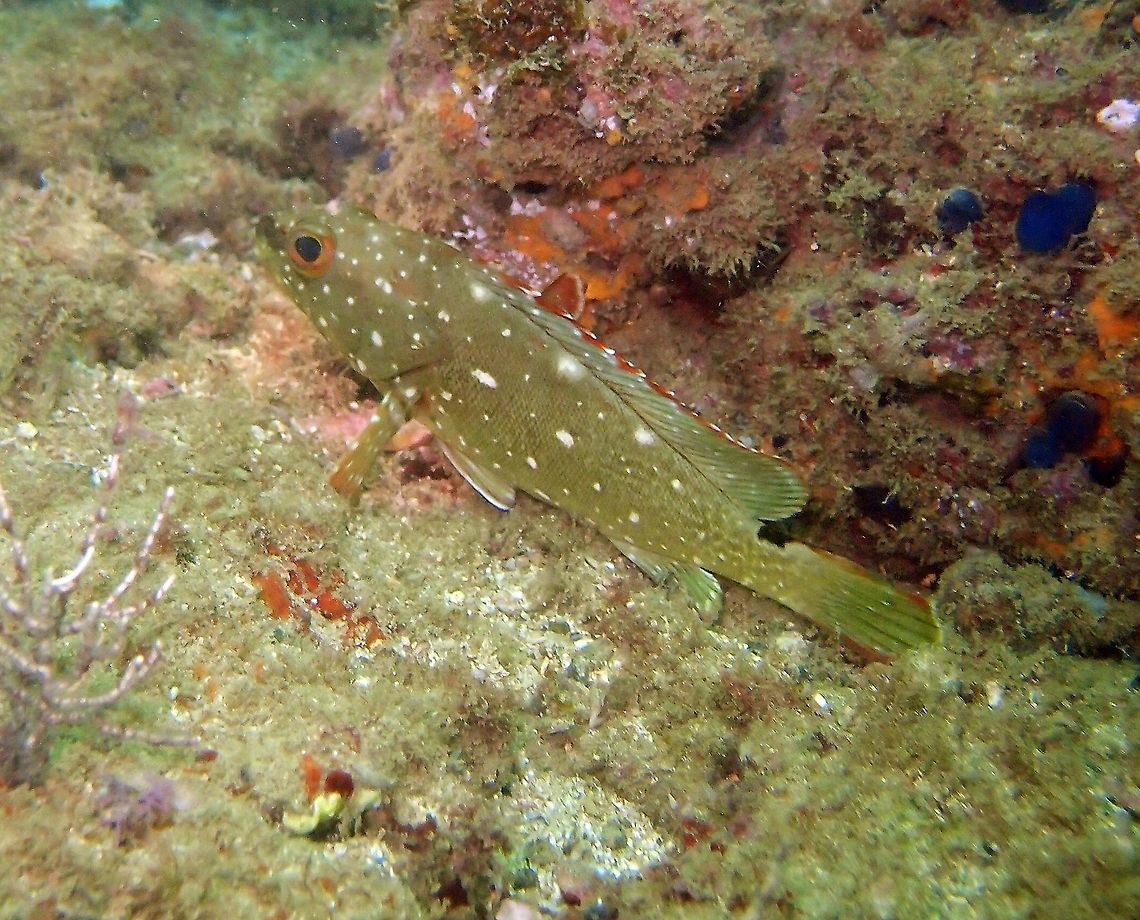 Epinephelus labriformis - Starry Grouper Manuel Antonio, Costa Rica 2014       Costa Rica,Epinephelus labriformis,Geotagged,Spring,Starry grouper