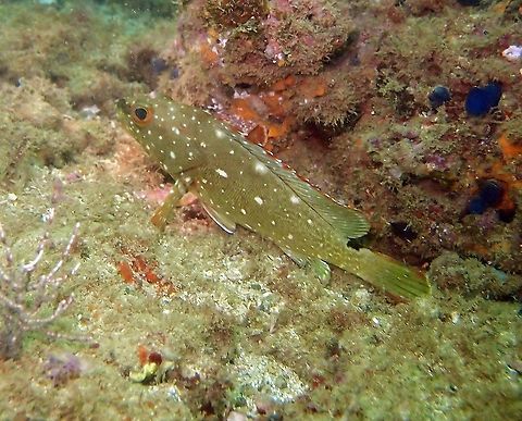 Epinephelus labriformis - Starry Grouper Manuel Antonio, Costa Rica 2014       Costa Rica,Epinephelus labriformis,Geotagged,Spring,Starry grouper