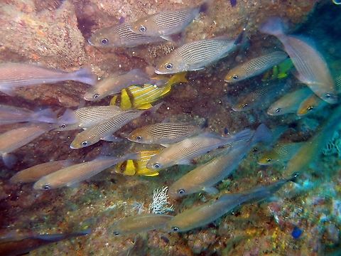 Haemulon maculicauda Manuel Antonio, Costa Rica 2014  
I will add the species later Costa Rica,Geotagged,Haemulon maculicauda,Spottail Grunt,Spring