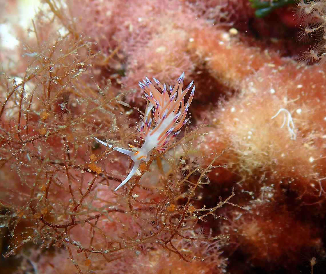 Pilgrim hervia  - Cratena peregrina Isla de Benidorm, Alicante.<br />
These nudis are very abundant in this island!<br />
<figure class="photo"><a href="https://www.jungledragon.com/image/91686/pilgrim_hervia_-_cratena_peregrina.html" title="Pilgrim hervia  - Cratena peregrina"><img src="https://s3.amazonaws.com/media.jungledragon.com/images/2298/91686_thumb.jpg?AWSAccessKeyId=05GMT0V3GWVNE7GGM1R2&Expires=1759968010&Signature=gYlk50lj%2F9cU8WqJelMknlRiNlc%3D" width="200" height="158" alt="Pilgrim hervia  - Cratena peregrina They look like little ghosts against a reef background!<br />
https://www.jungledragon.com/image/91685/pilgrim_hervia_-_cratena_peregrina.html<br />
https://www.jungledragon.com/image/91687/pilgrim_hervia_-_cratena_peregrina.html Cratena Slug,Cratena peregrina,Geotagged,Spain,Summer" /></a></figure><br />
<figure class="photo"><a href="https://www.jungledragon.com/image/91687/pilgrim_hervia_-_cratena_peregrina.html" title="Pilgrim hervia  - Cratena peregrina"><img src="https://s3.amazonaws.com/media.jungledragon.com/images/2298/91687_thumb.jpg?AWSAccessKeyId=05GMT0V3GWVNE7GGM1R2&Expires=1759968010&Signature=HpBwKpqPx6V48FJo230l4DNjWiw%3D" width="200" height="158" alt="Pilgrim hervia  - Cratena peregrina This pic does not have the greatest illumination but I like how all the branchs are up in the current!<br />
https://www.jungledragon.com/image/91686/pilgrim_hervia_-_cratena_peregrina.html<br />
https://www.jungledragon.com/image/91685/pilgrim_hervia_-_cratena_peregrina.html Cratena Slug,Cratena peregrina,Geotagged,Spain,Summer" /></a></figure> Cratena Slug,Cratena peregrina,Geotagged,Spain,Summer