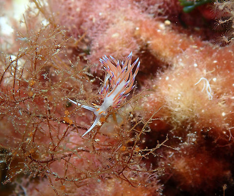 Pilgrim hervia  - Cratena peregrina Isla de Benidorm, Alicante.
These nudis are very abundant in this island!
https://www.jungledragon.com/image/91686/pilgrim_hervia_-_cratena_peregrina.html
https://www.jungledragon.com/image/91687/pilgrim_hervia_-_cratena_peregrina.html Cratena Slug,Cratena peregrina,Geotagged,Spain,Summer
