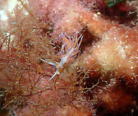 Pilgrim hervia - Cratena peregrina Isla de Benidorm, Alicante.<br />
These nudis are very abundant in this island!<br />
https://www.jungledragon.com/image/91686/pilgrim_hervia_-_cratena_peregrina.html<br />
https://www.jungledragon.com/image/91687/pilgrim_hervia_-_cratena_peregrina.html Cratena Slug,Cratena peregrina,Geotagged,Spain,Summer