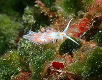 Pilgrim hervia - Cratena peregrina They look like little ghosts against a reef background!<br />
https://www.jungledragon.com/image/91685/pilgrim_hervia_-_cratena_peregrina.html<br />
https://www.jungledragon.com/image/91687/pilgrim_hervia_-_cratena_peregrina.html Cratena Slug,Cratena peregrina,Geotagged,Spain,Summer