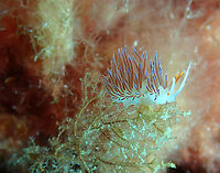 Pilgrim hervia - Cratena peregrina This pic does not have the greatest illumination but I like how all the branchs are up in the current!<br />
https://www.jungledragon.com/image/91686/pilgrim_hervia_-_cratena_peregrina.html<br />
https://www.jungledragon.com/image/91685/pilgrim_hervia_-_cratena_peregrina.html Cratena Slug,Cratena peregrina,Geotagged,Spain,Summer