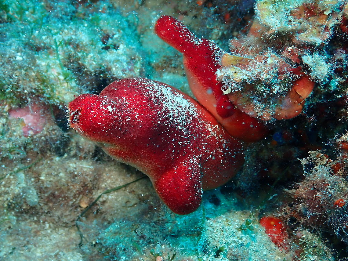 Ascidia Roja - Halocynthia papillosa A nice description here:<br />
<a href="http://www.european-marine-life.org/32/halocynthia-papillosa.php" rel="nofollow">http://www.european-marine-life.org/32/halocynthia-papillosa.php</a> Geotagged,Halocynthia papillosa,Spain,Summer