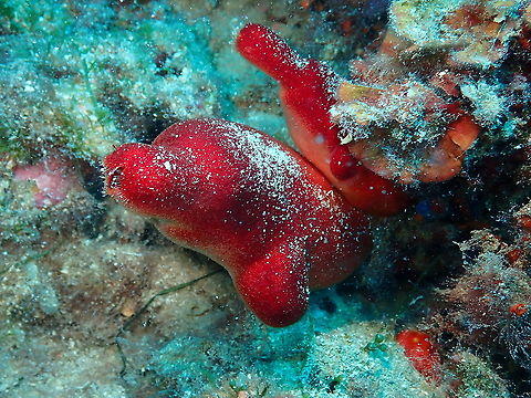 Ascidia Roja - Halocynthia papillosa A nice description here:
http://www.european-marine-life.org/32/halocynthia-papillosa.php Geotagged,Halocynthia papillosa,Spain,Summer
