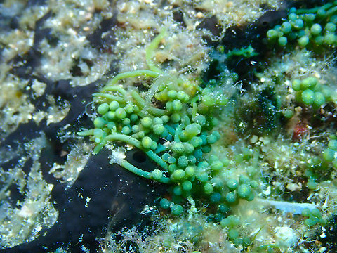 Sea grapes - Caulerpa racemosa Pretty but considered invasive. Caulerpa racemosa,Geotagged,Spain,Summer