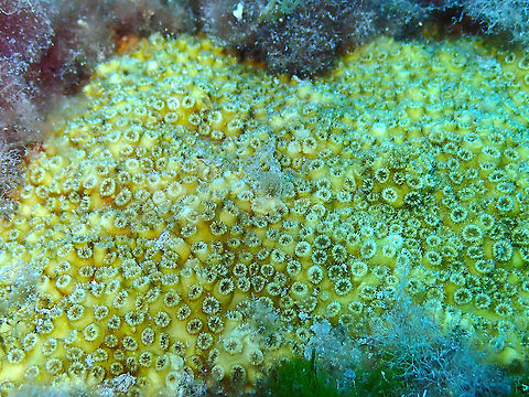 Cushion Coral (Cladocora caespitosa) The only true coral in the Mediterranean Sea! Cladocora caespitosa,Geotagged,Spain,Summer