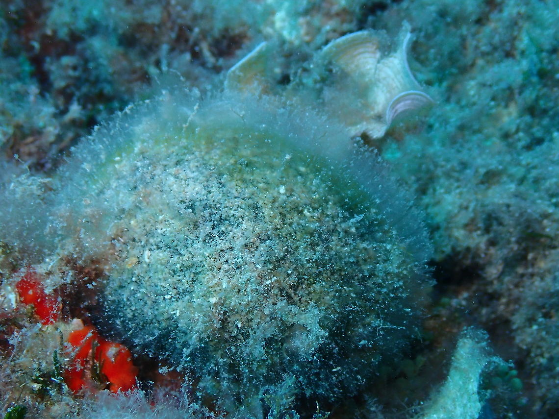 Codium bursa If you have ever been in the Mediterranean it is possible that you have found some &quot;hairy green balls&quot; in the shoreline. They just happen to be this strange Mediterranean macroalga. They apparently fill in with water and they perform photosynthesis but this ability declines with increasing size.<br />
Some interesting facts here:<br />
<a href="https://www.veterinariadigital.com/en/post_blog/codium-bursa-example-of-nutritional-transfer-between-minerals-and-animals-dissemination-105th/" rel="nofollow">https://www.veterinariadigital.com/en/post_blog/codium-bursa-example-of-nutritional-transfer-between-minerals-and-animals-dissemination-105th/</a> Codium bursa,Geotagged,Spain,Summer