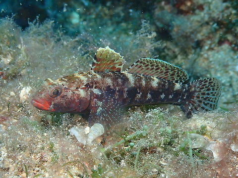 Red-mouthed goby (Gobius cruentatus) No, I don't know why cruentatus...I also wonder...it may be because the red mouth looks like bloody because the name in French is also 'ensanglante' :-) Geotagged,Gobius cruentatus,Red-mouthed goby,Spain,Summer