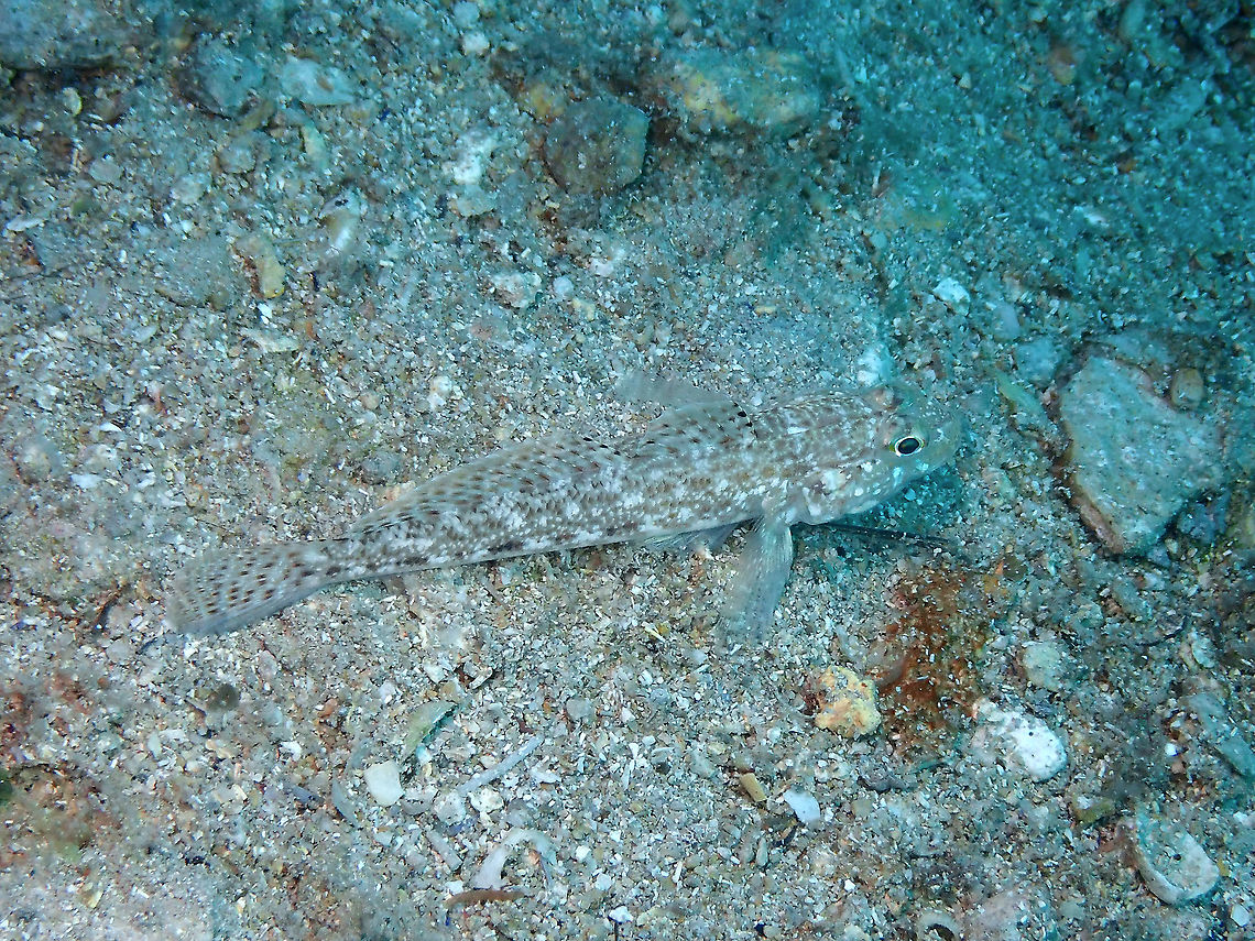slender goby (Gobius geniporus) Is one of these you can only see when they flee from one spot to the next! Geotagged,Gobius geniporus,Slender goby,Spain,Summer