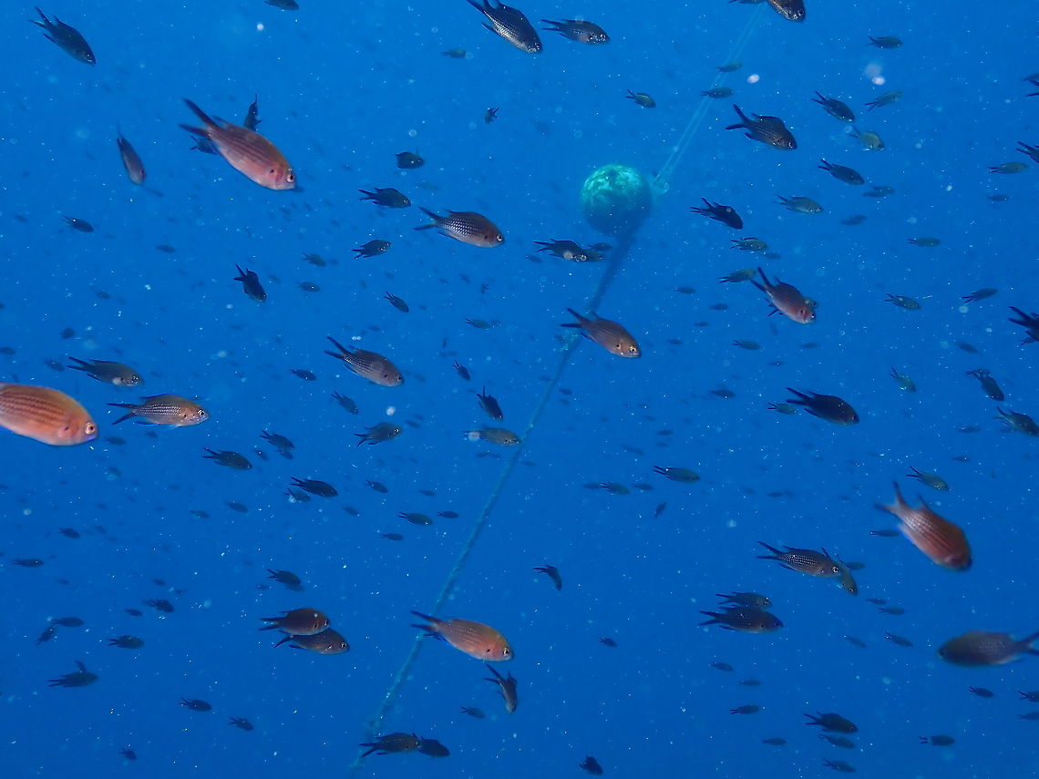 Castañuelas (Chromis chromis)  Chromis chromis,Geotagged,Spain,Summer