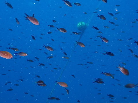 Casta&ntilde;uelas (Chromis chromis)  Chromis chromis,Geotagged,Spain,Summer