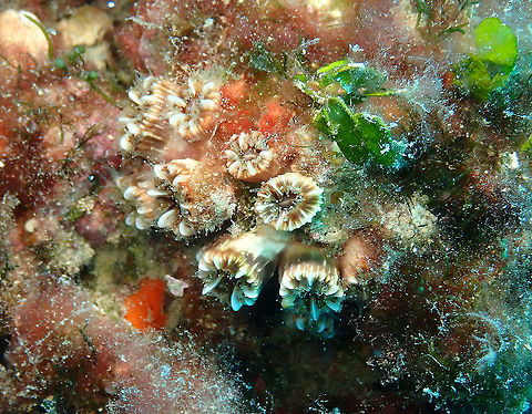 Madrepora Carnation - Caryophyllia inornata Benidorm's Island, Alicante. Caryophyllia inornata,Geotagged,Madrepora Carnation,Spain,Summer