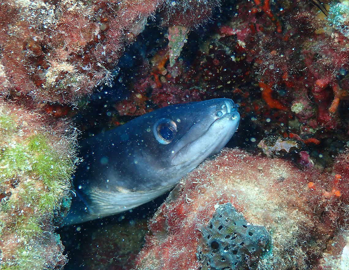 European Conger (Conger conger) Shy but not to mess with. Conger conger,European conger,Geotagged,Spain,Summer