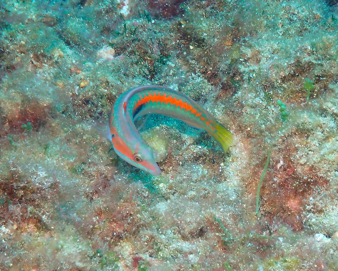 Mediterranean rainbow wrasse male (Coris julis)  Coris julis,Geotagged,Mediterranean rainbow wrasse,Spain,Summer