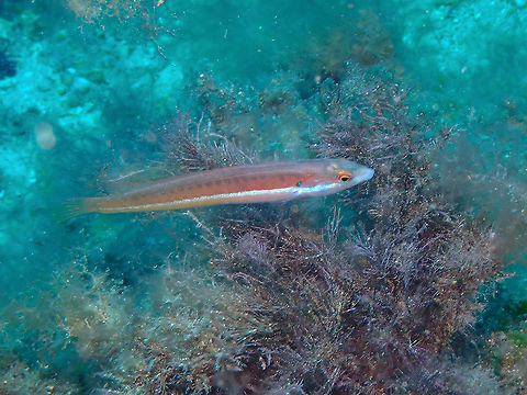Mediterranean rainbow wrasse female (Coris julis)  Coris julis,Geotagged,Mediterranean rainbow wrasse,Spain,Summer