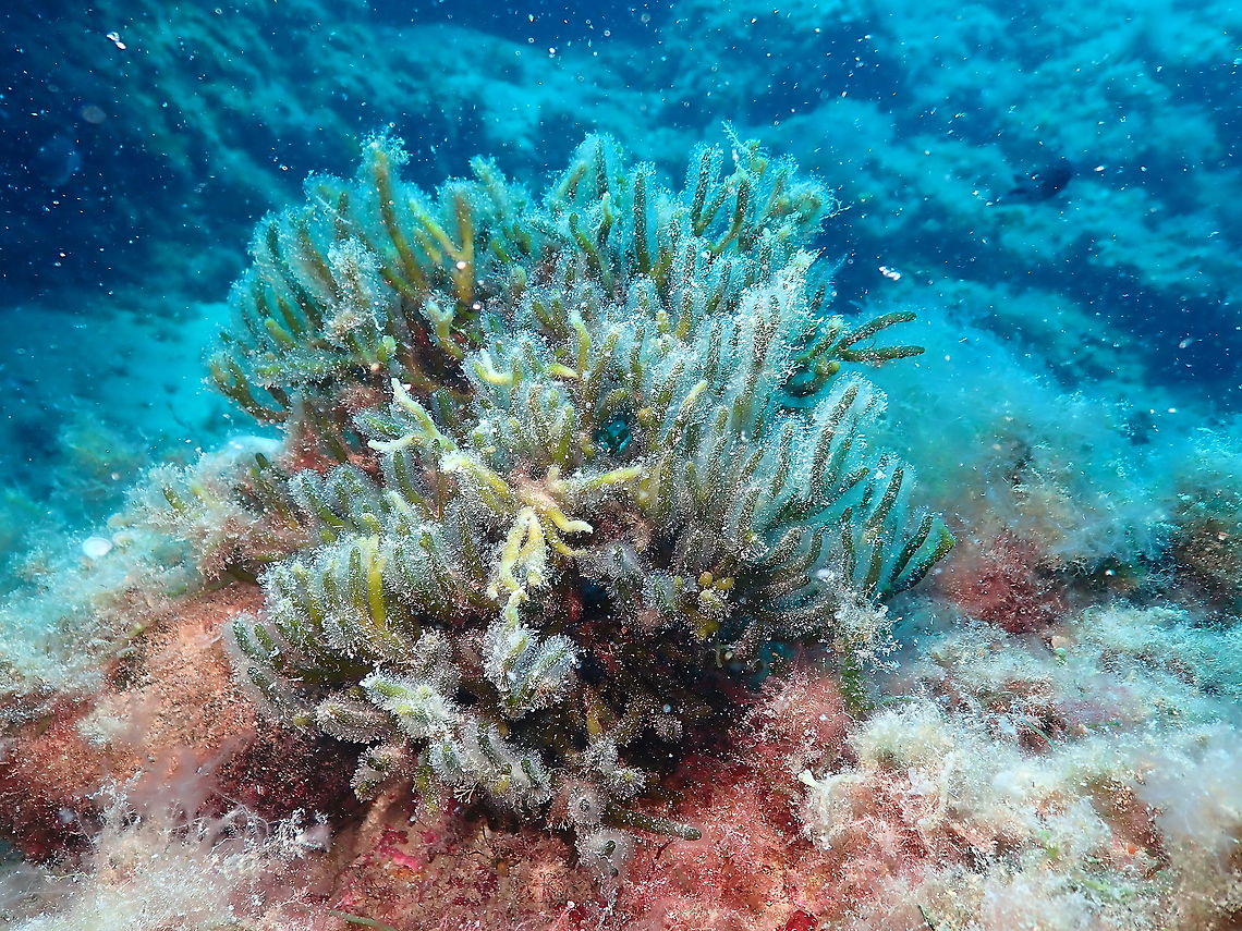 Dead man's fingers (Codium fragile)  Codium fragile,Geotagged,Green sea fingers,Spain,Summer
