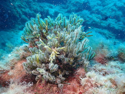 Dead man's fingers (Codium fragile)  Codium fragile,Geotagged,Green sea fingers,Spain,Summer