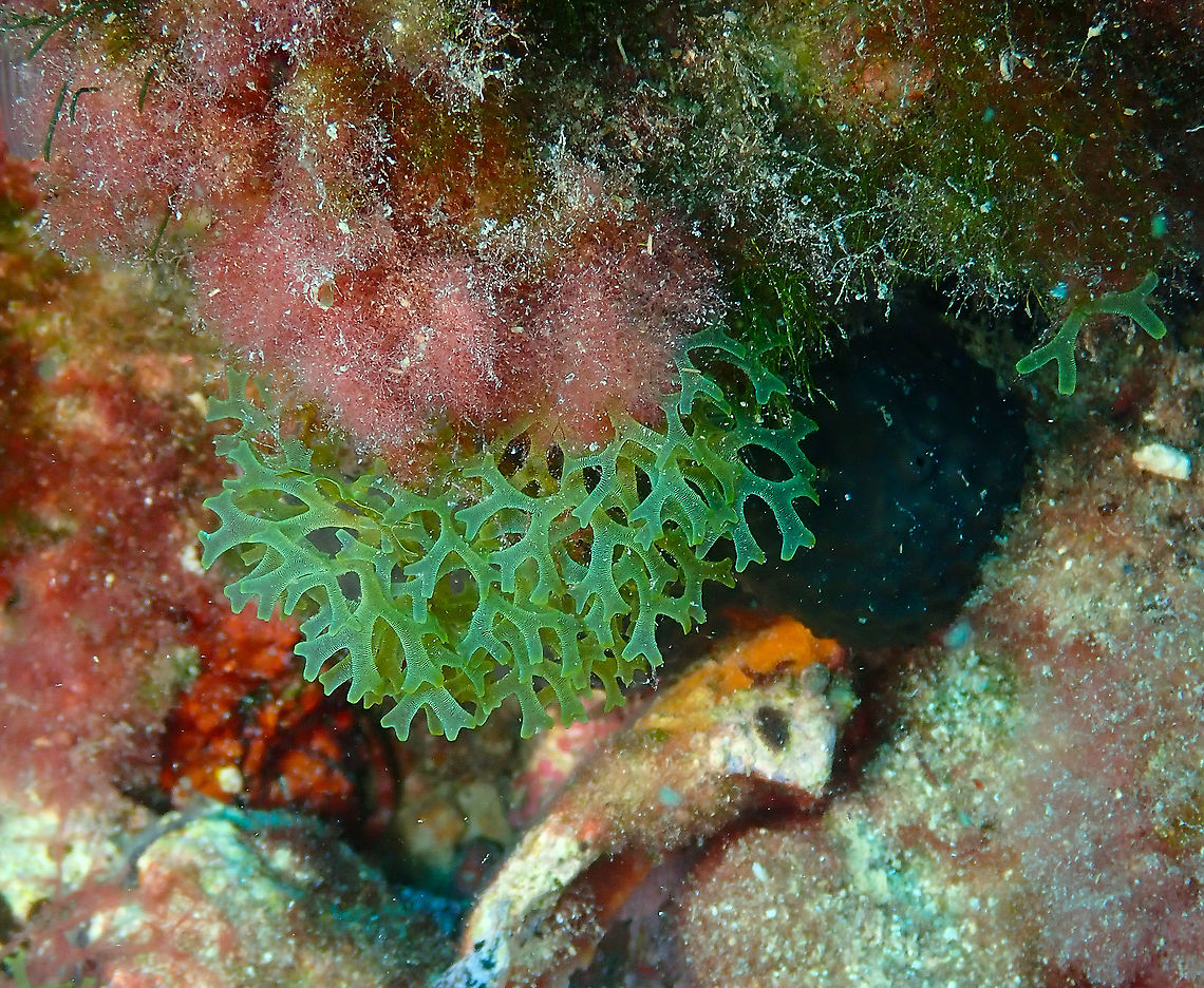 Dictyota dichotoma Tentative ID. Dictyota dichotoma,Forkweed,Geotagged,Spain,Summer