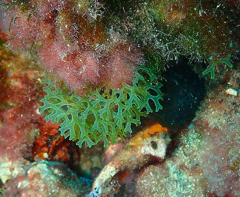Dictyota dichotoma Tentative ID. Dictyota dichotoma,Forkweed,Geotagged,Spain,Summer