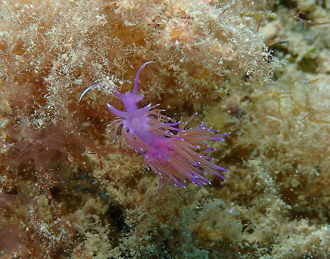 ,Mediterranean Violet Aeolid (Flabellina affinis) Always a welcome sight in the Mediterranean dives! Flabellina affinis,Geotagged,Mediterranean Violet Aeolid,Spain,Summer