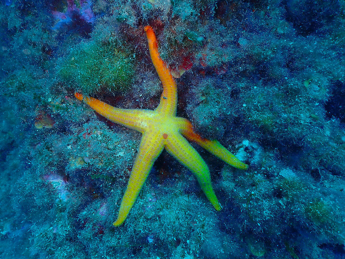 Hacelia attenuata  Geotagged,Hacelia attenuata,Spain,Summer