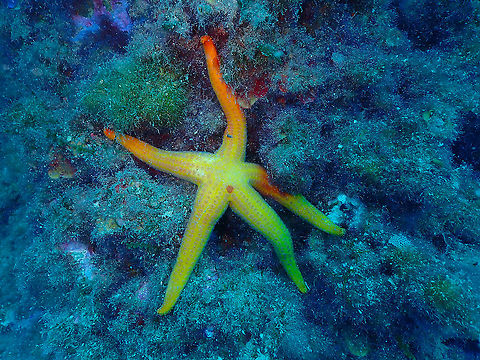 Hacelia attenuata  Geotagged,Hacelia attenuata,Spain,Summer