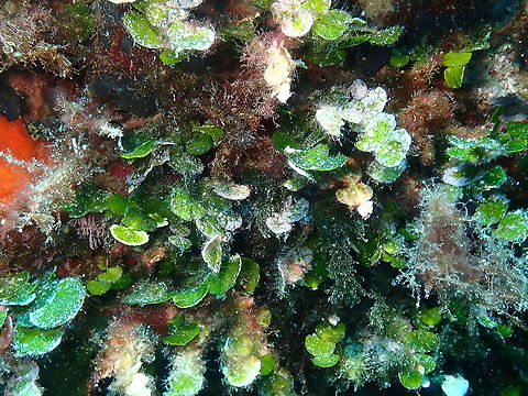 Halimeda tuna This called my attention: calcareous seaweed...When the seaweed dies, this skeletal material breaks down into "sand".  Geotagged,Halimeda tuna,Spain,Summer