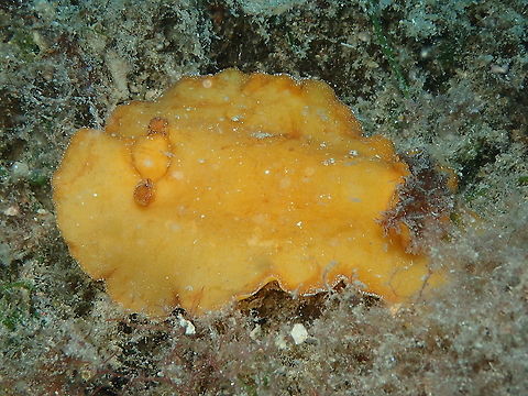 Platydoris argo  Geotagged,Platydoris argo,Spain,Summer