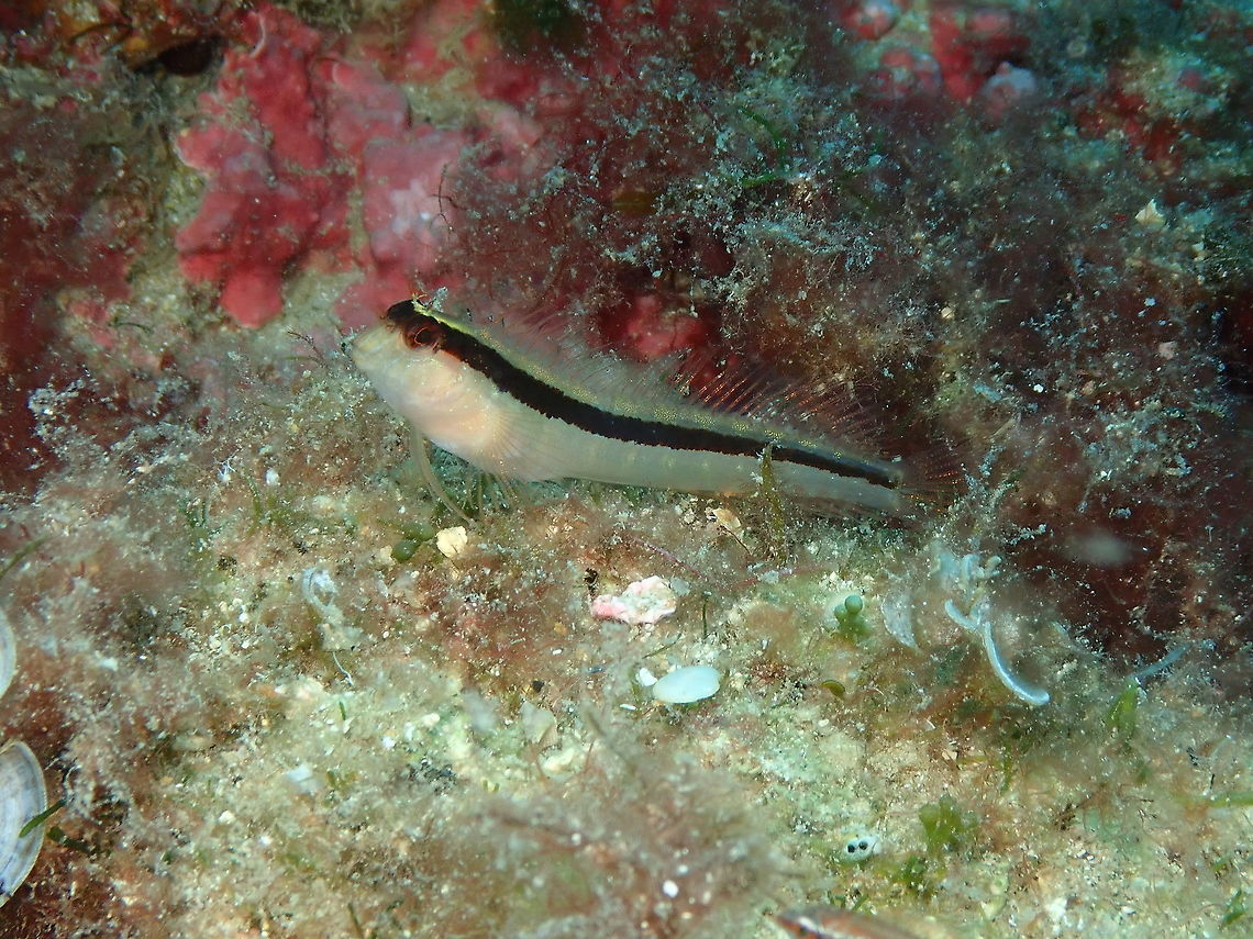 Longstriped blenny - Parablennius rouxi  Geotagged,Longstriped blenny,Parablennius rouxi,Spain,Summer