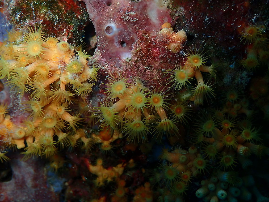 Parazoanthus axinellae  Geotagged,Parazoanthus axinellae,Spain,Summer,Yellow Cluster Anemone