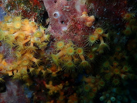 Parazoanthus axinellae  Geotagged,Parazoanthus axinellae,Spain,Summer,Yellow Cluster Anemone