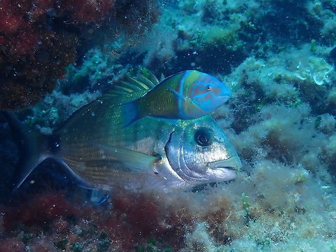 Annular seabream - Diplodus annularis ..with a fleeing Ornate Wrase male (Thalassoma pavo), trying to steal the show!
https://www.jungledragon.com/image/91931/annular_seabream_-_diplodus_annularis.html
https://www.jungledragon.com/image/91939/annular_seabream_-_diplodus_annularis_juvenile.html Annular seabream,Diplodus annularis,Geotagged,Spain,Summer