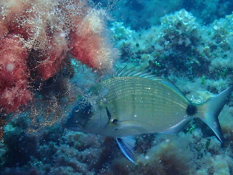 Annular seabream - Diplodus annularis Same fish now hiding the face but with abetter view of the tail and without the Ornate wrasse. Annular seabream,Diplodus annularis,Geotagged,Spain,Summer