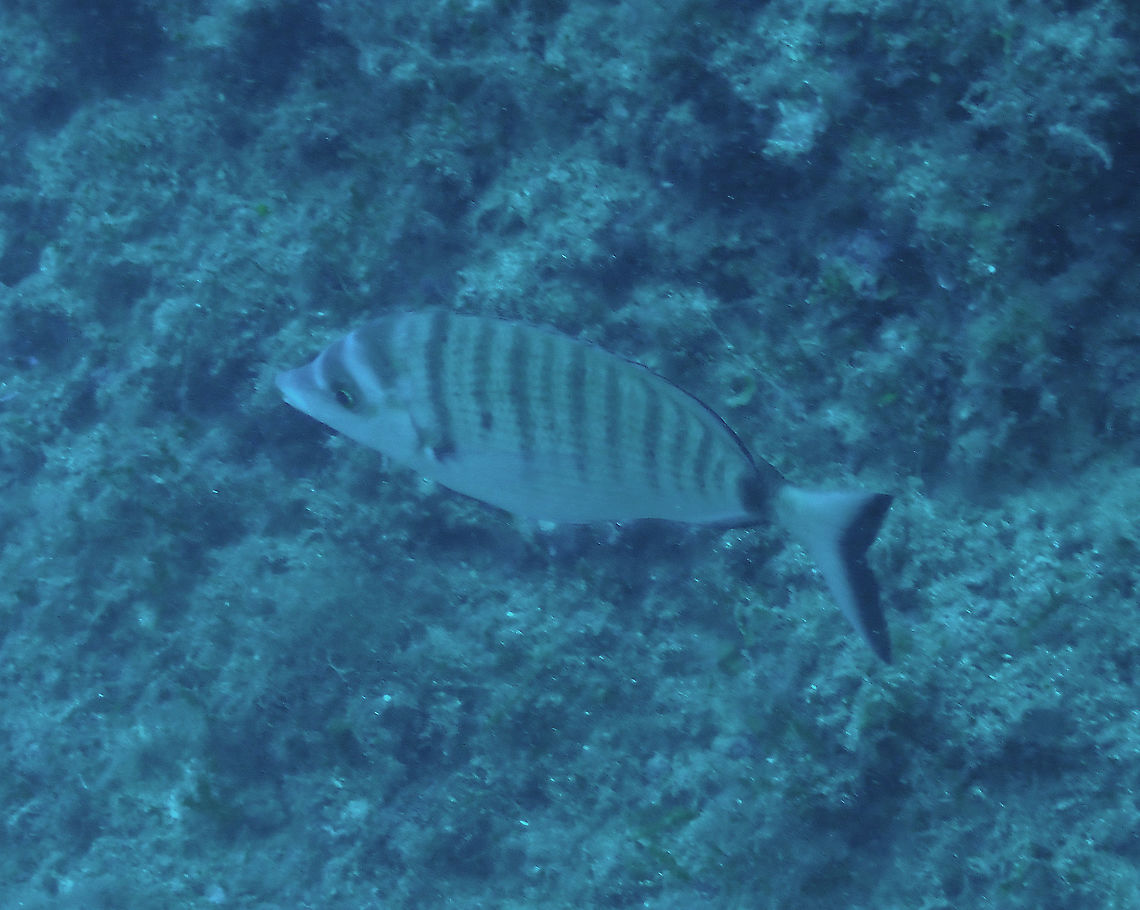 Sharpsnout seabream - Diplodus puntazzo A terrible picture but it serves to document the species, for now. Diplodus puntazzo,Geotagged,Sharpsnout seabream,Spain,Summer