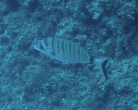 Sharpsnout seabream - Diplodus puntazzo A terrible picture but it serves to document the species, for now. Diplodus puntazzo,Geotagged,Sharpsnout seabream,Spain,Summer