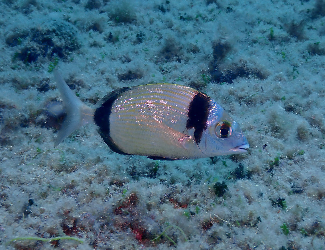 Common two-banded seabream - Diplodus vulgaris This fish is very happy in the Mediterranean. I always see them in high numbers. Common two-banded seabream,Diplodus vulgaris,Geotagged,Spain,Summer