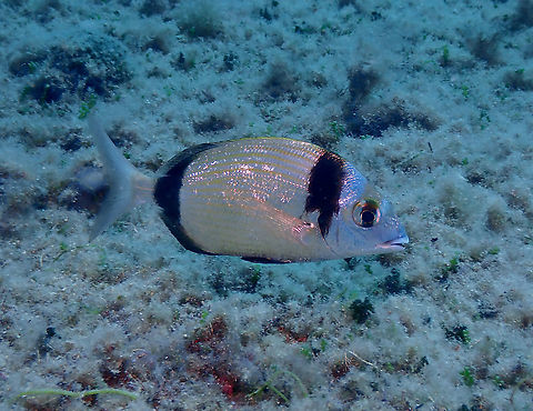 Common two-banded seabream - Diplodus vulgaris This fish is very happy in the Mediterranean. I always see them in high numbers. Common two-banded seabream,Diplodus vulgaris,Geotagged,Spain,Summer
