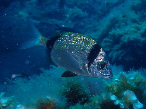 Common two-banded seabream - Diplodus vulgaris They have very bright scales! Common two-banded seabream,Diplodus vulgaris,Geotagged,Spain,Summer