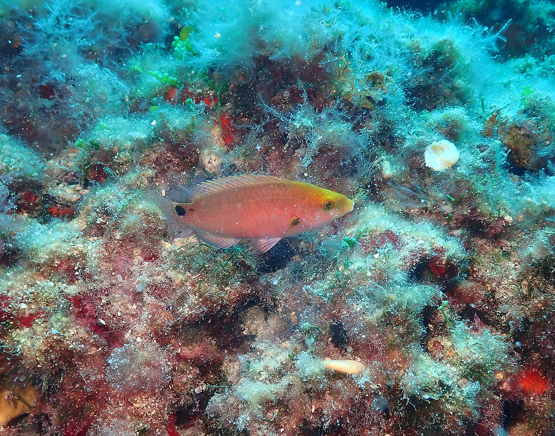 Annular seabream - Diplodus annularis (juvenile)  Annular seabream,Diplodus annularis,Geotagged,Spain,Summer