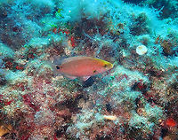 Annular seabream - Diplodus annularis (juvenile)  Annular seabream,Diplodus annularis,Geotagged,Spain,Summer