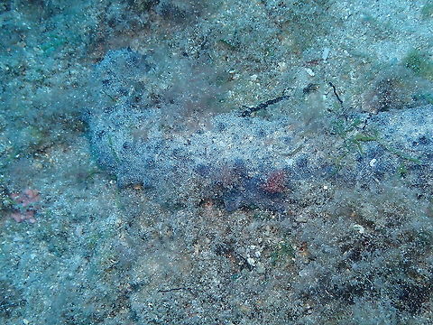 Cotton-spinner or tubular sea cucumber - Holothuria tubulosa  Geotagged,Holothuria tubulosa,Spain,Summer