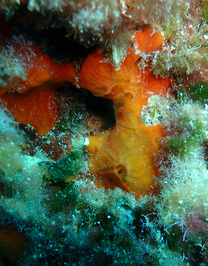 Encrusting Orange Sponge - Spirastrella cunctatrix  Encrusting Orange Sponge,Geotagged,Spain,Spirastrella cunctatrix,Summer
