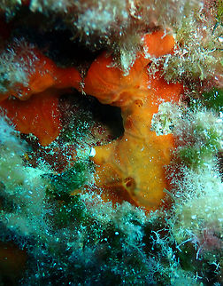 Encrusting Orange Sponge - Spirastrella cunctatrix  Encrusting Orange Sponge,Geotagged,Spain,Spirastrella cunctatrix,Summer