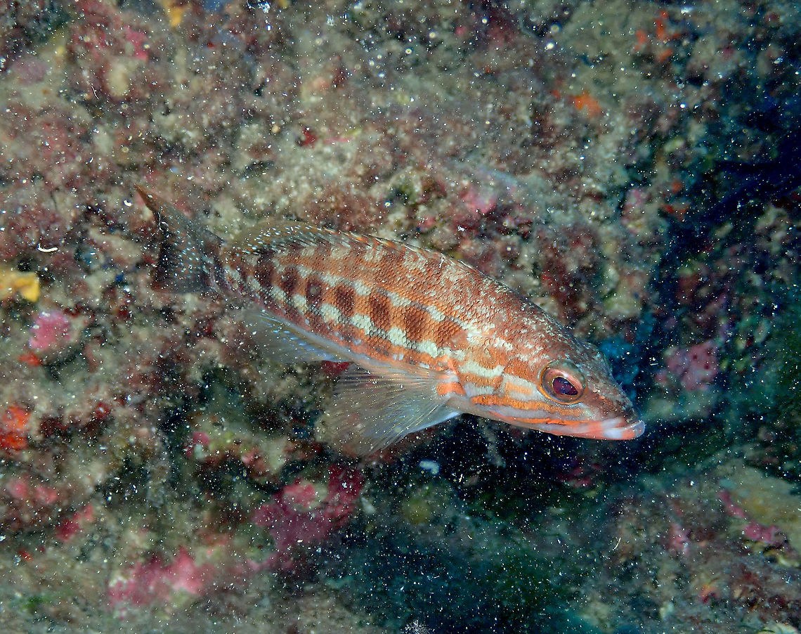 Painted comber - Serranus cabrilla  Geotagged,Painted comber,Serranus cabrilla,Spain,Summer